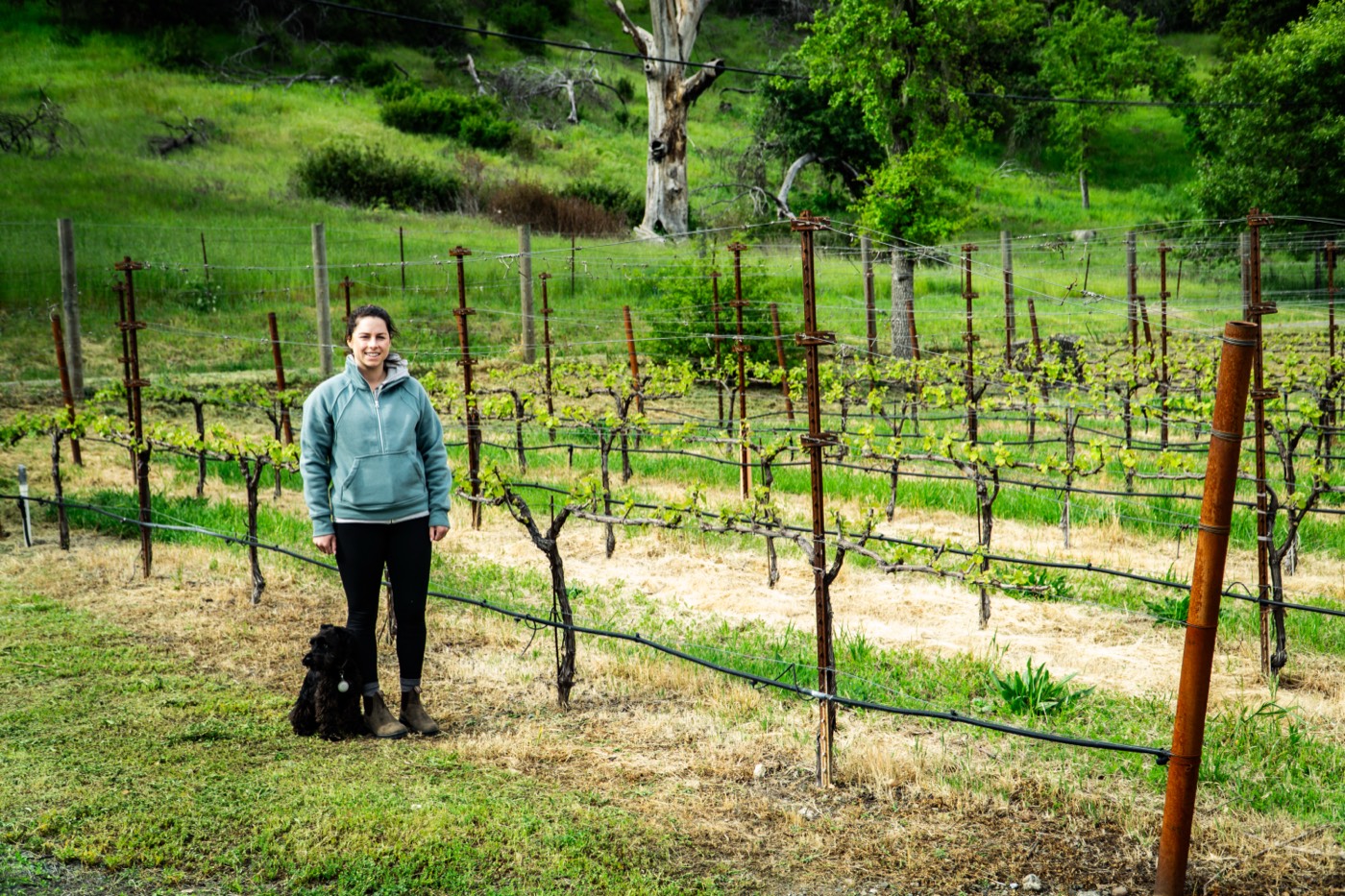 Lindsey and the winery dog among the spring vines in Calistoga