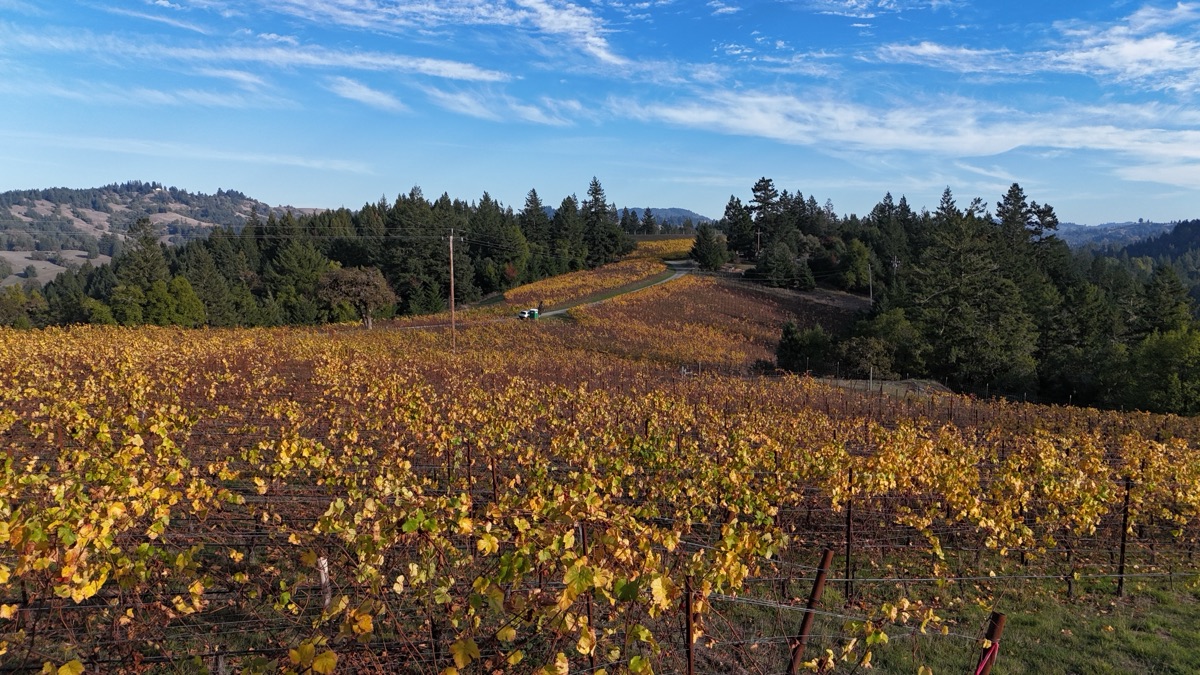 Golden autumn vineyard rows after harvest in Calistoga