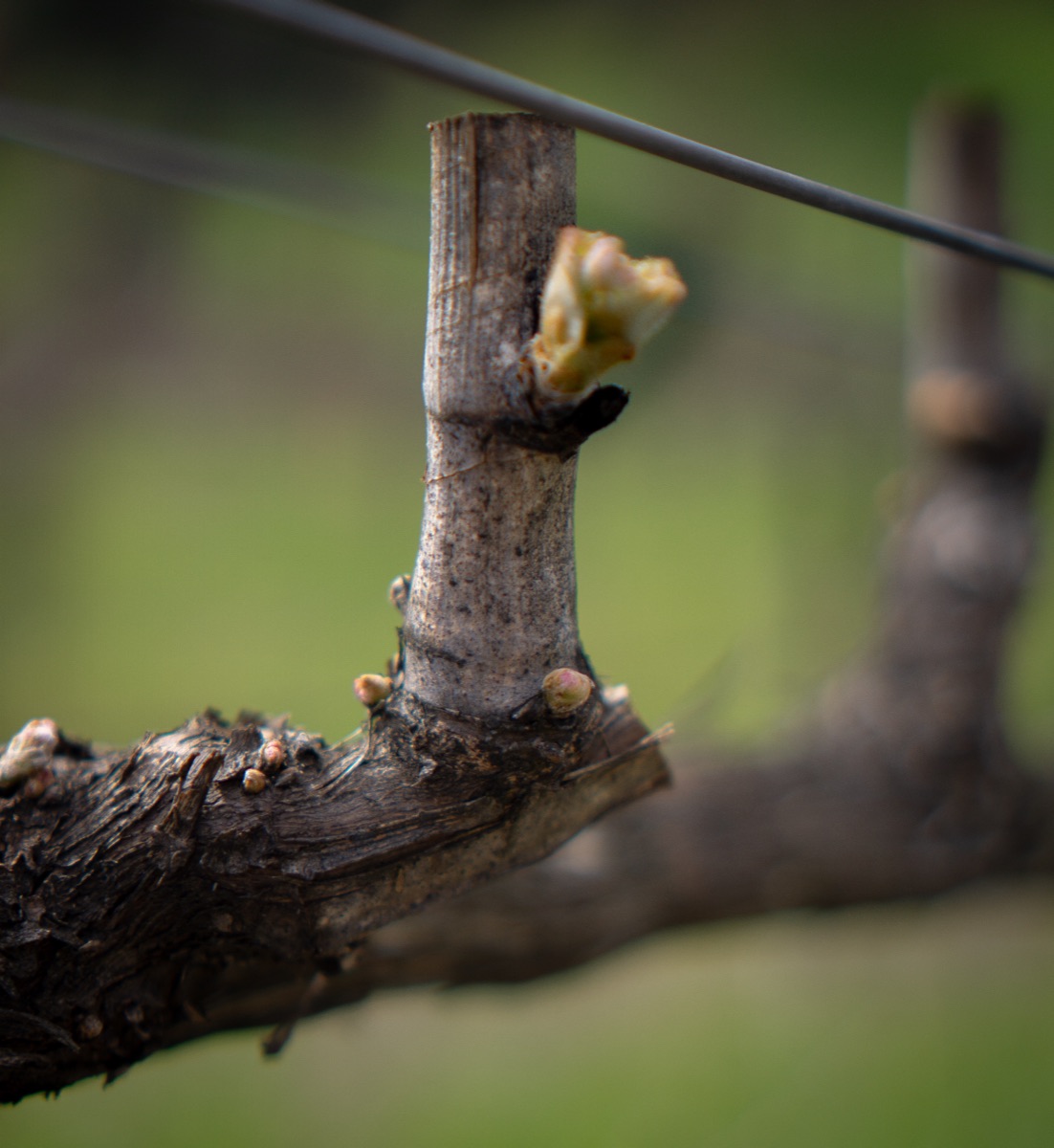 New buds breaking on a dormant vine in spring