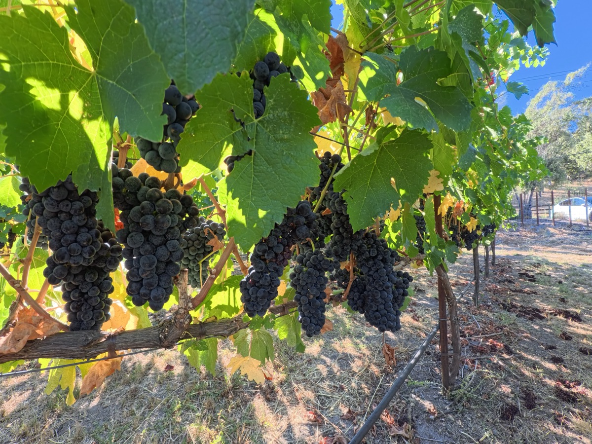 Ripe dark grape clusters ready for harvest