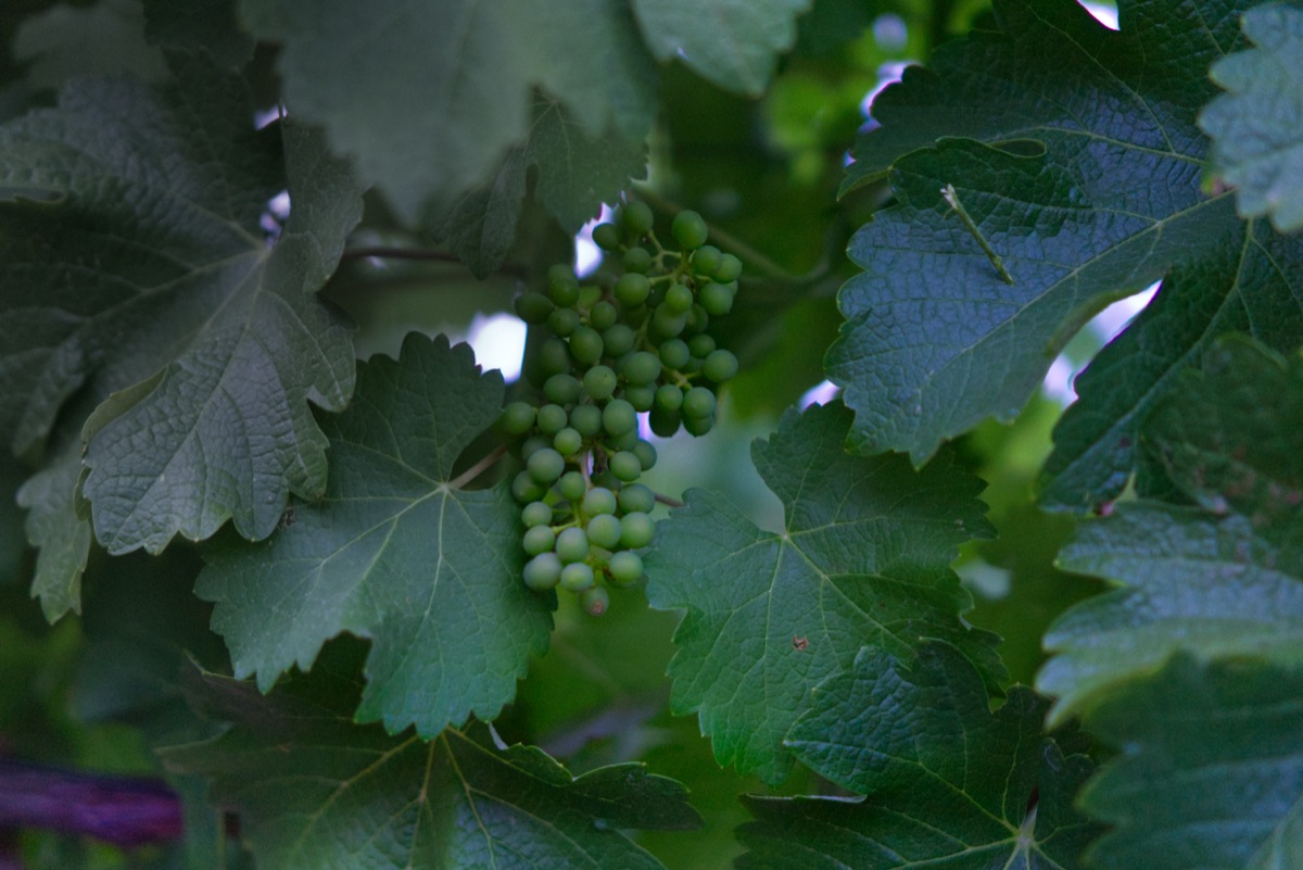 Young green grape clusters under the summer canopy